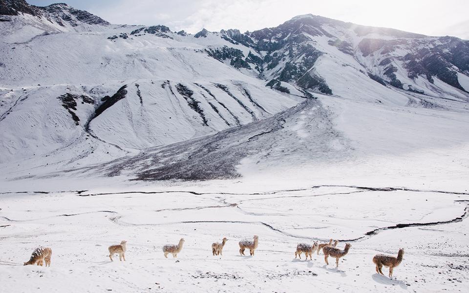 montagnes-arc-en-ciel-perou-alpagas-neige