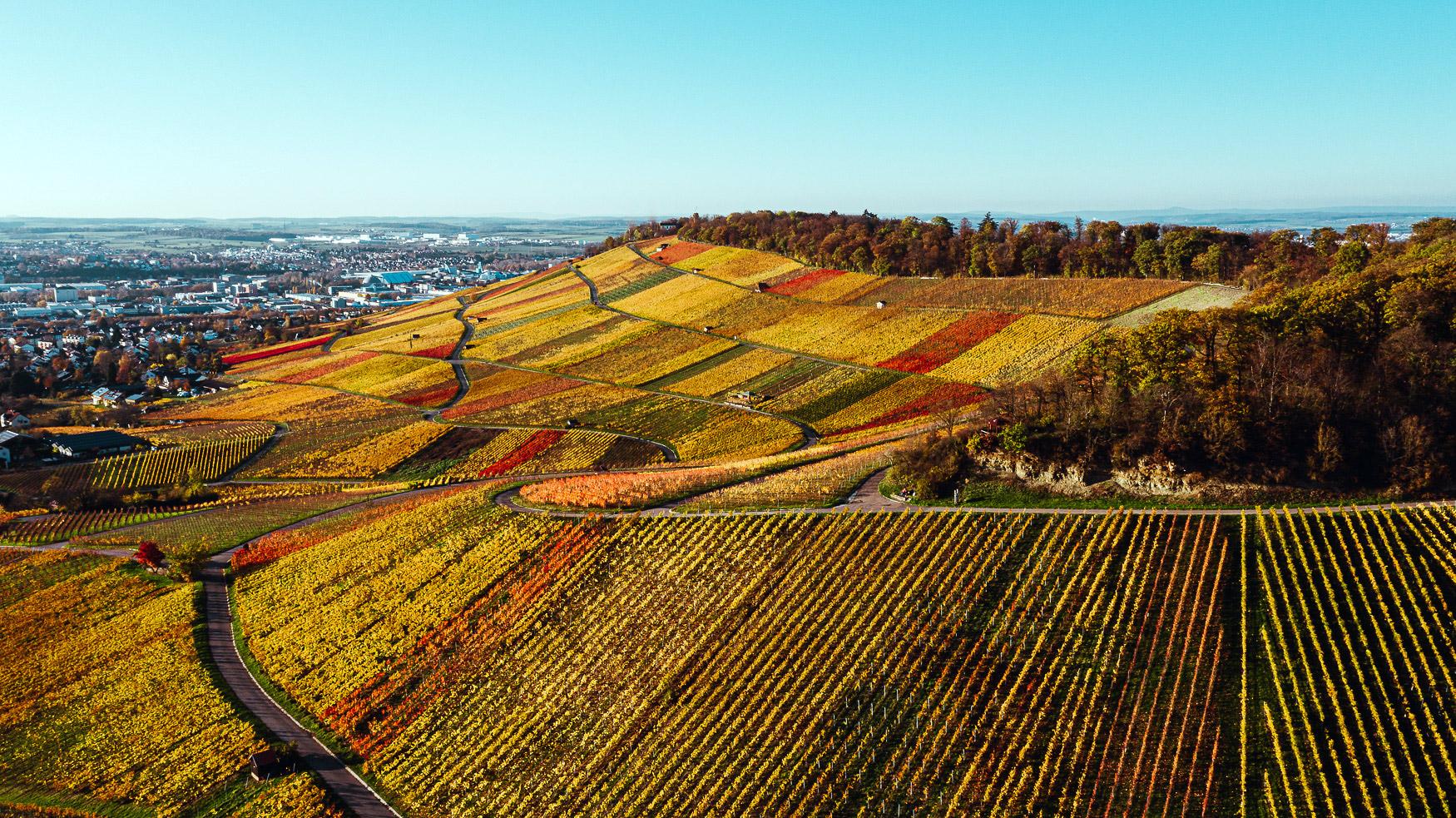Vineyards Heilbronn Autumn