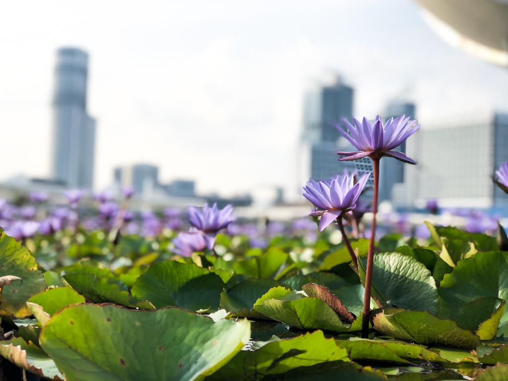Gardens by the Bay Singapore
