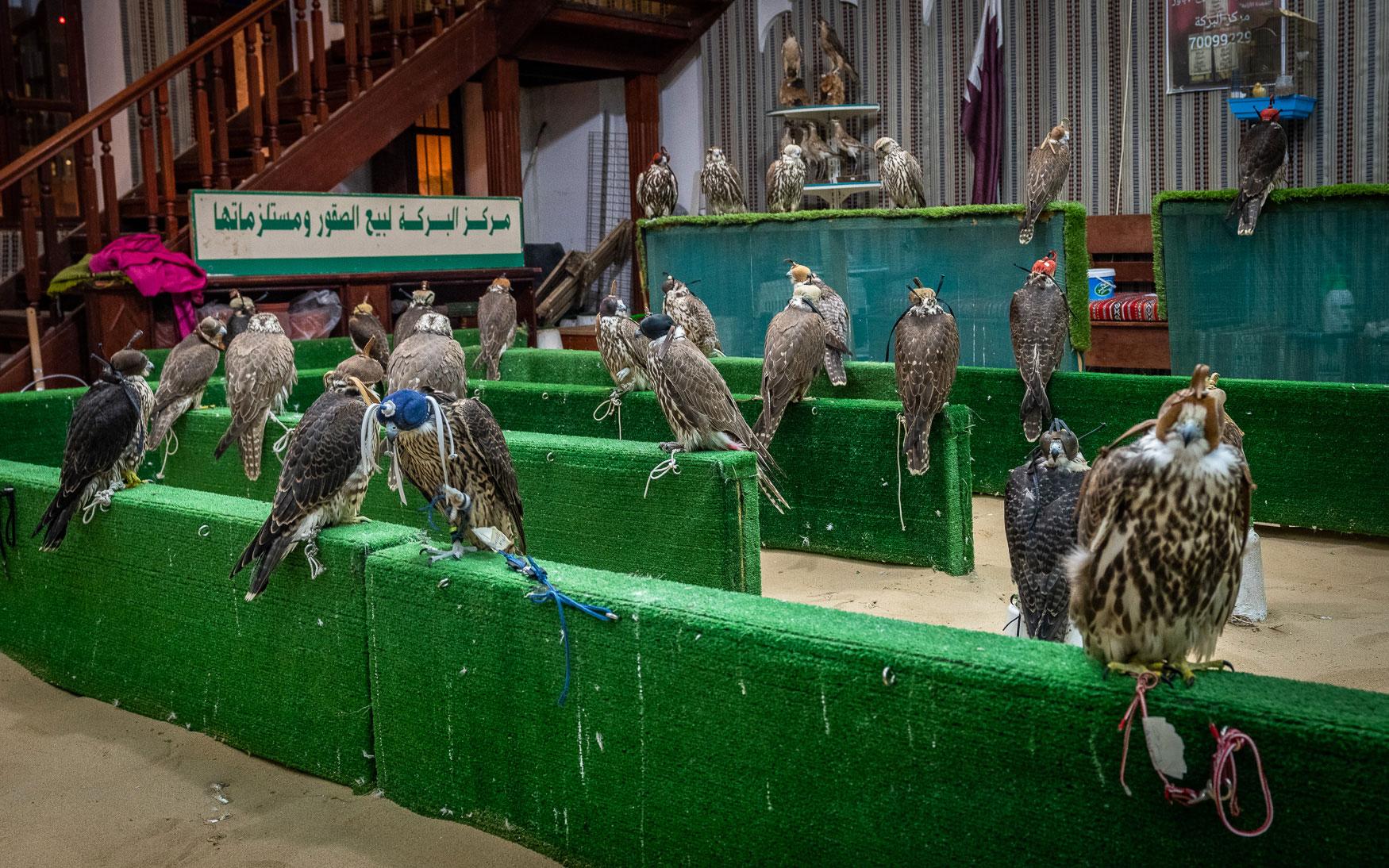 Doha bezienswaardigheden: De valken die je in Souq Waqif zou kunnen kopen.
