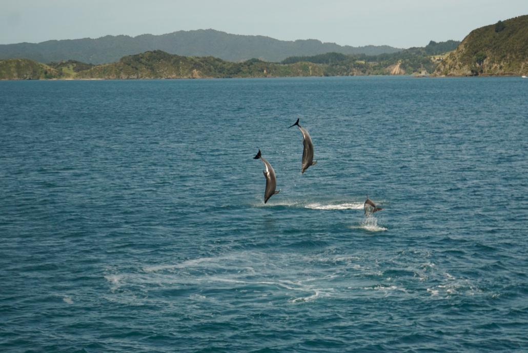 Dolphins in the Bay of Islands
