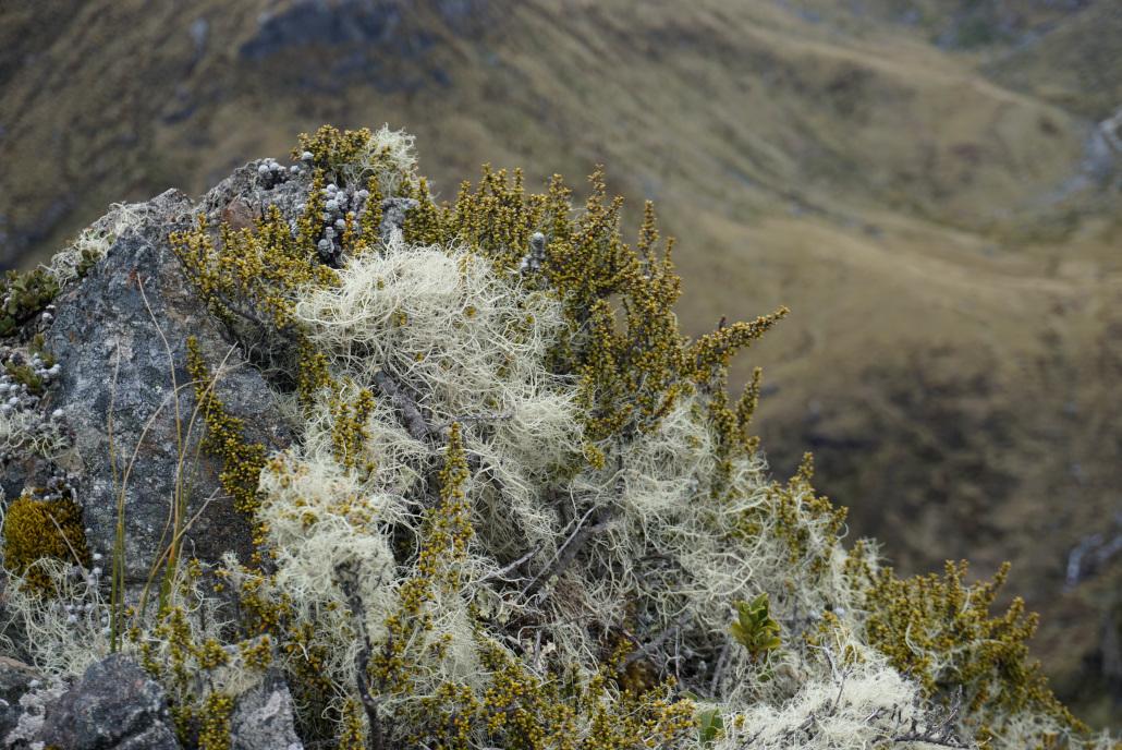 Barren fauna on the Kepler Track