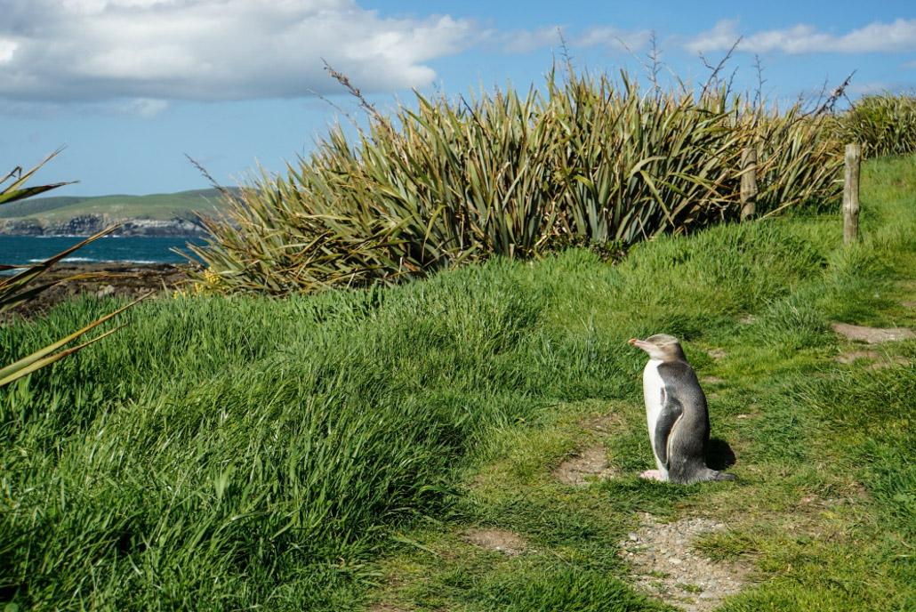 Yellow-eyed penguin on a path at Purpoise Bay
