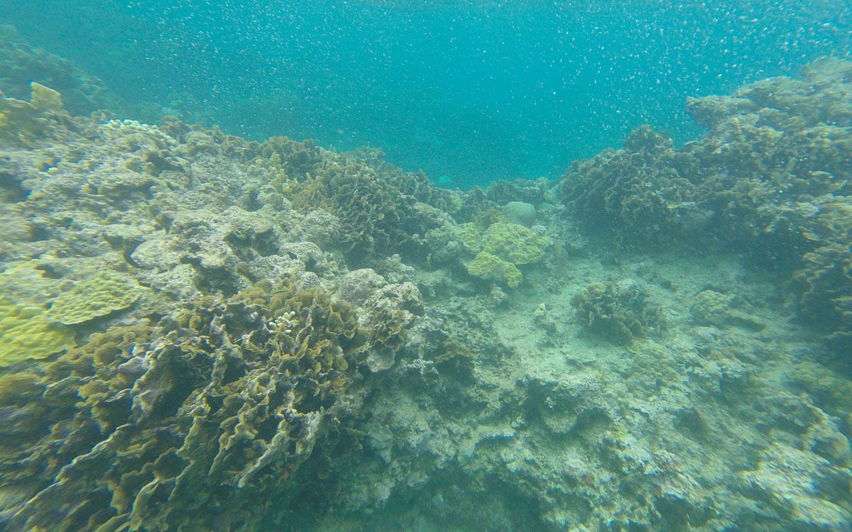 San Blas Islands Guna Yala Snorkeling Underwater World