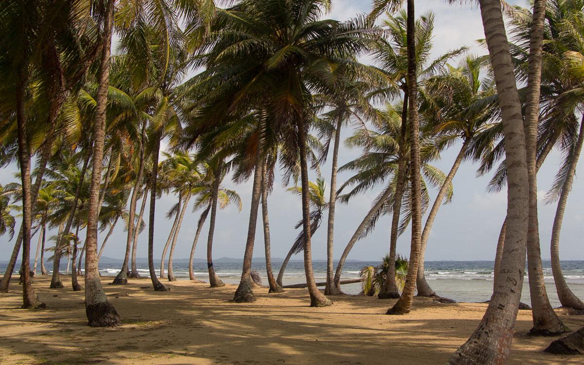 isla-aguja-palmen-san-blas-inseln