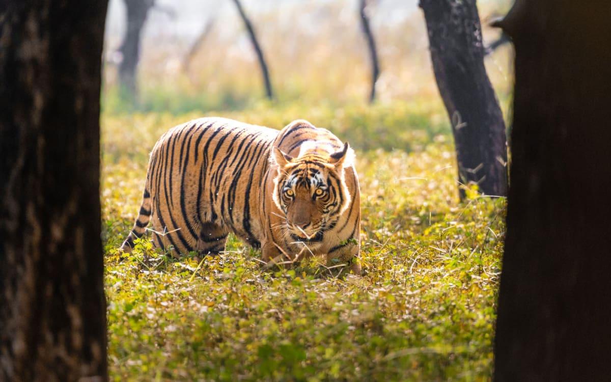 Tijgerdame Shakti, dochter van Krishna in het Ranthambore NP