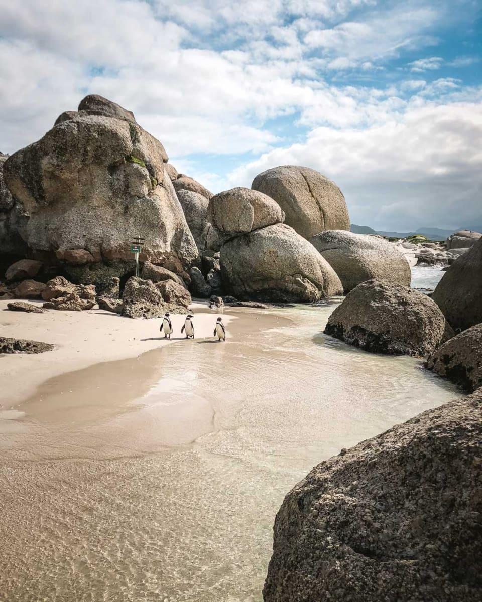 Boulders Beach Simons Town Zuid-Afrika Pinguïns