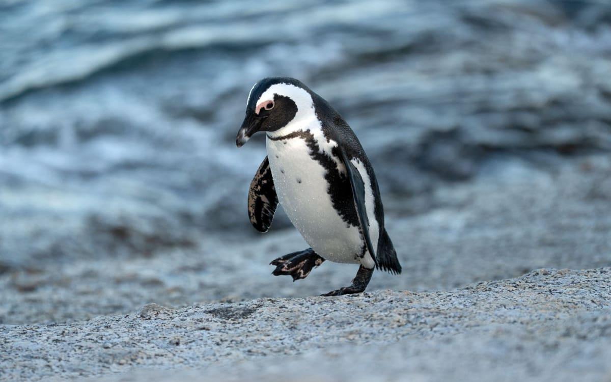 Zuid-Afrika Afrikaanse Pinguïn op het strand