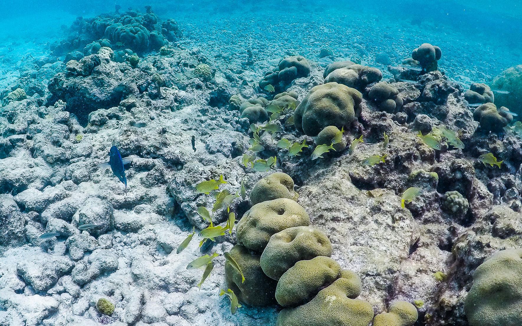Onderwaterwereld Aruba Cariben