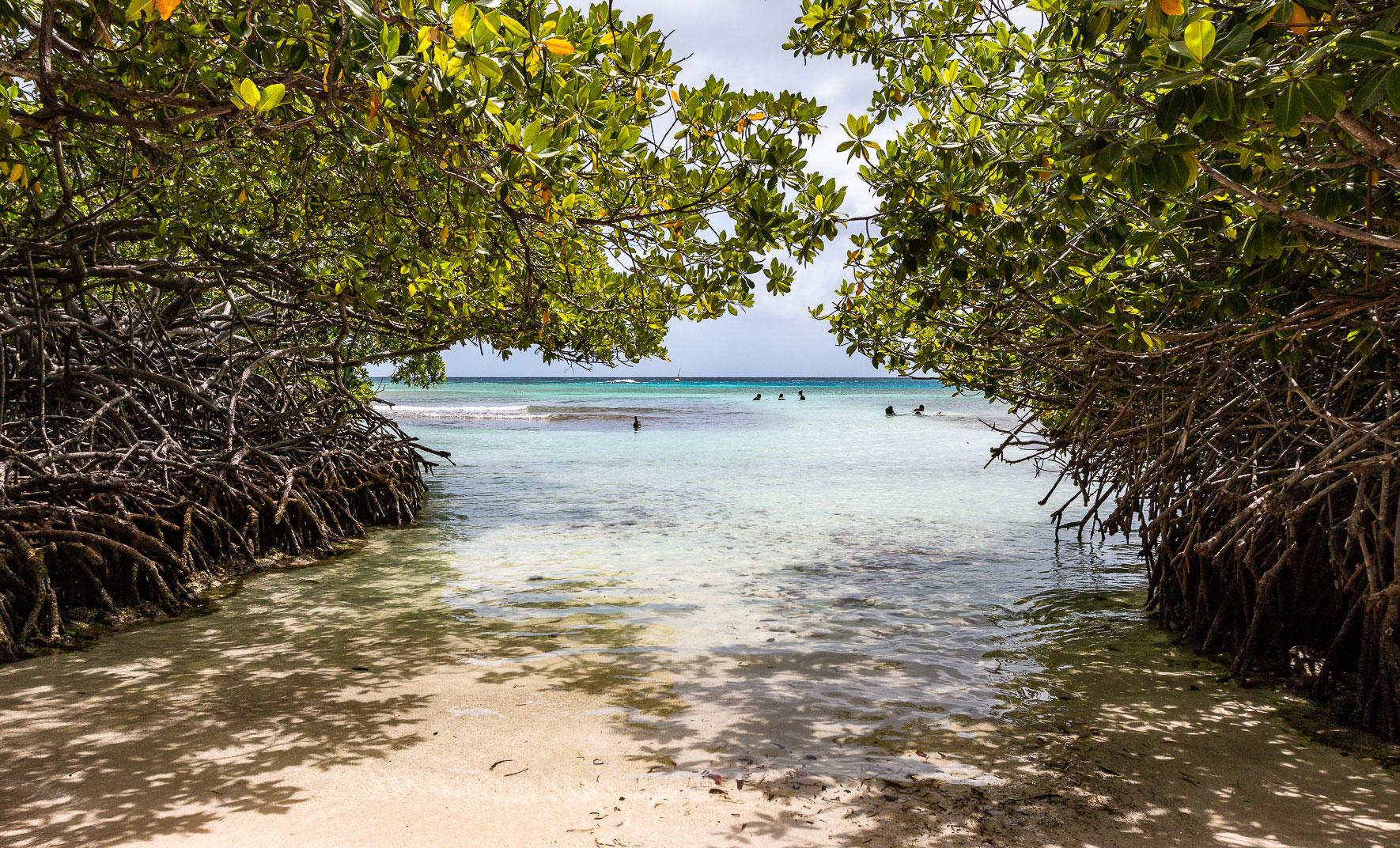 Mangel Halto Aruba