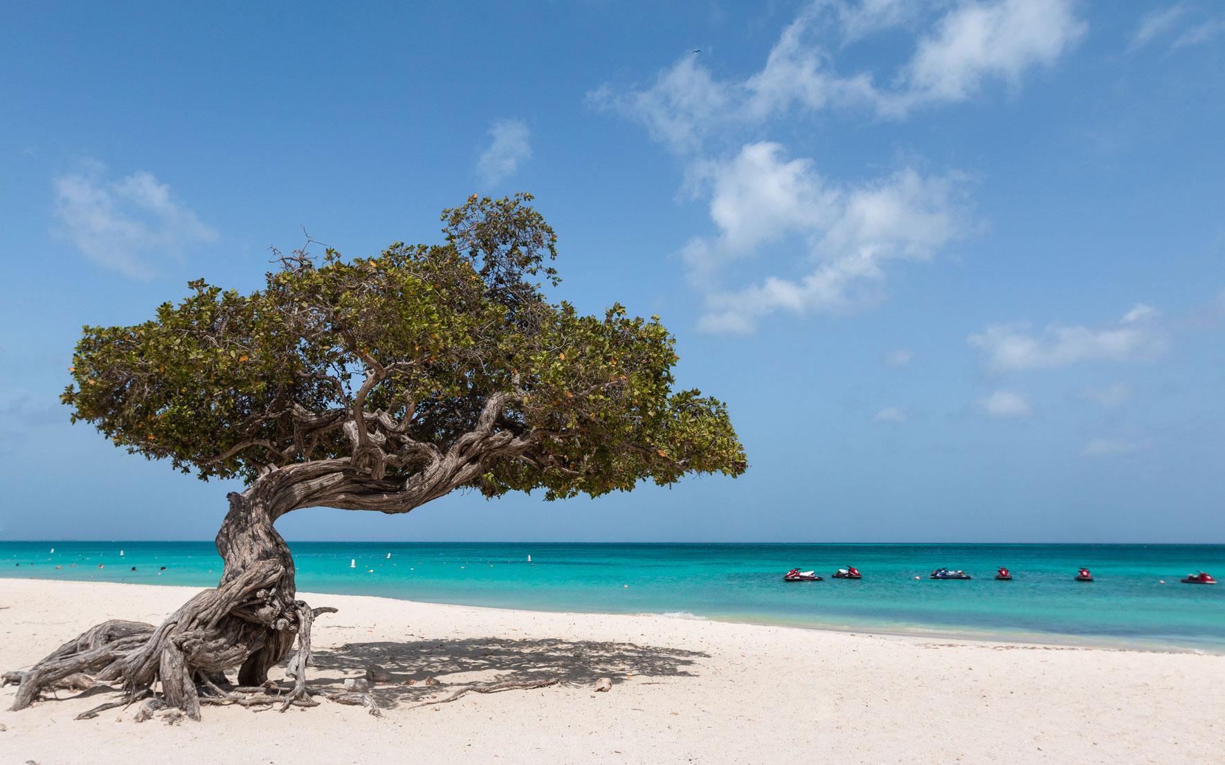 Divi Divi Boom Aruba Eagle Beach