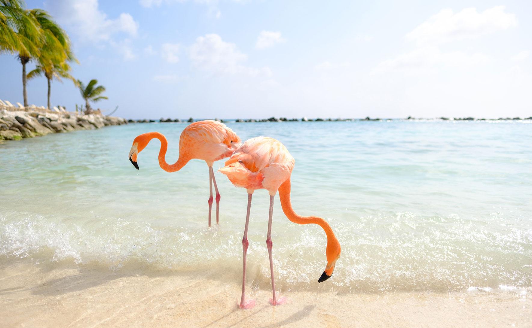 Flamingo's op Renaissance Island. Aruba. Fotocredit: Ines Thomsen