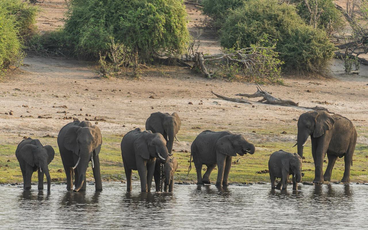 Botswana travel tips Chobe National Park elephants