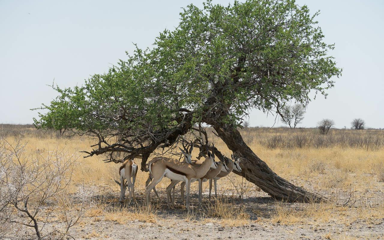 Botswana travel tips CKGR Deception Valley