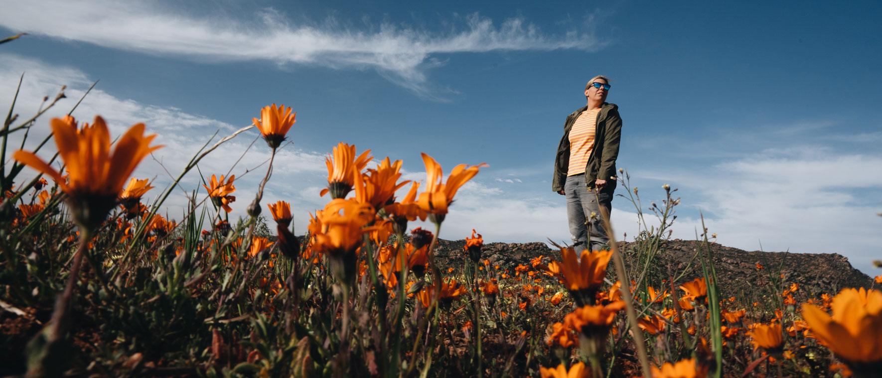 Oranje stralende wilde bloemen, Namaqualand