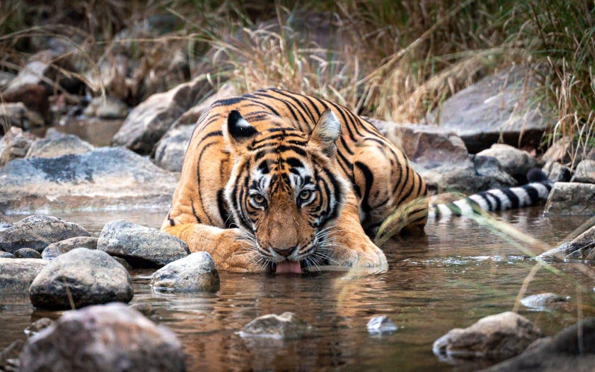 Rajasthan round trip travel report Tiger