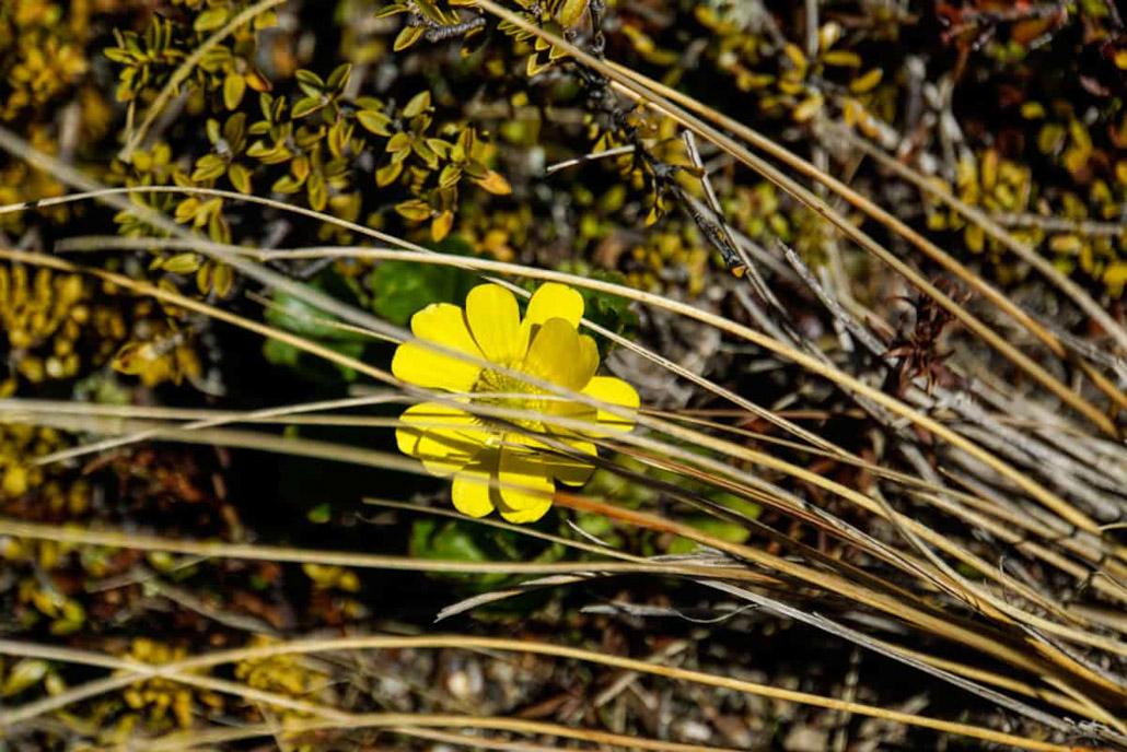 Fauna yellow flower in Tongariro National Park