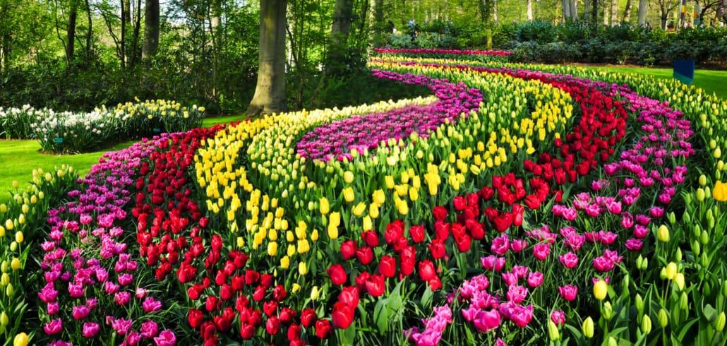 Tips for Visiting Keukenhof Netherlands