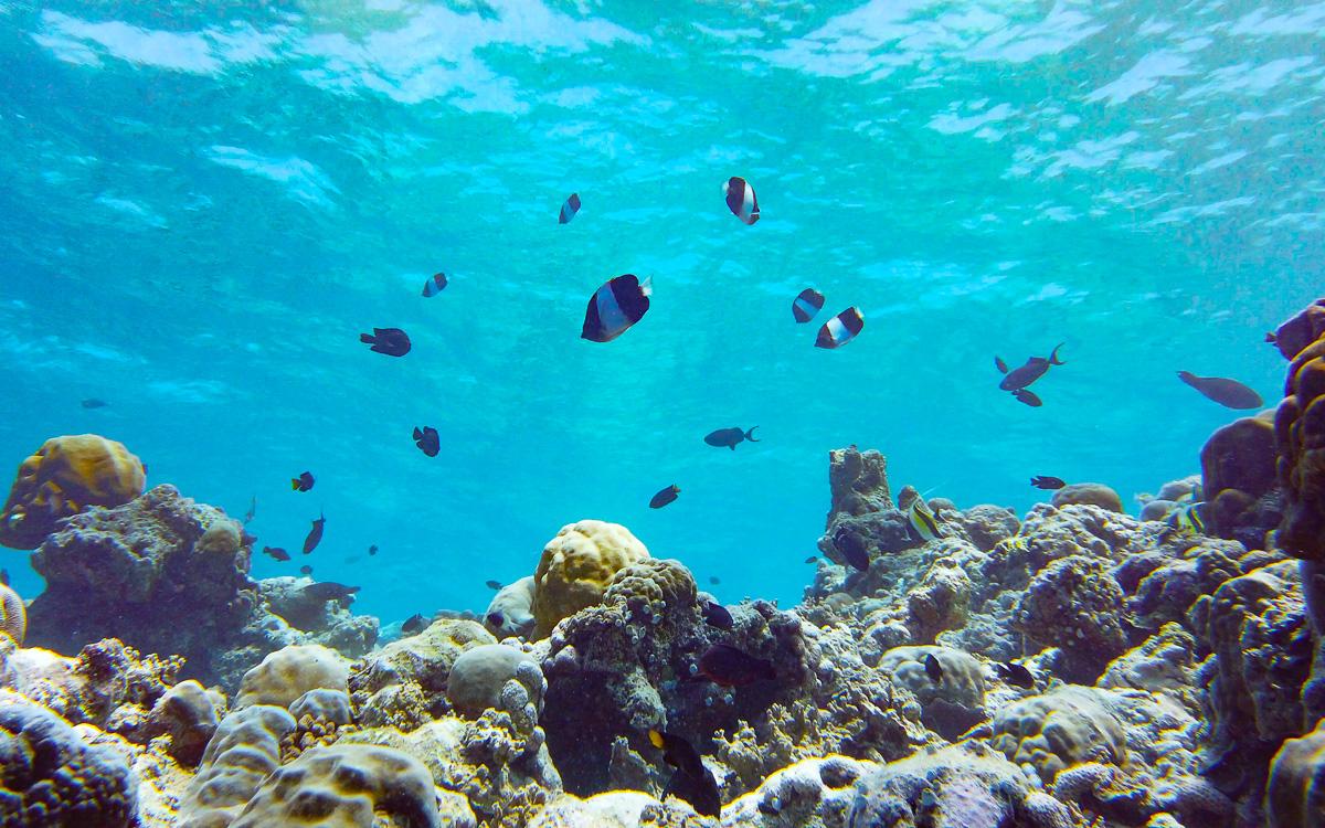 maldives-vacation-snorkeling-2