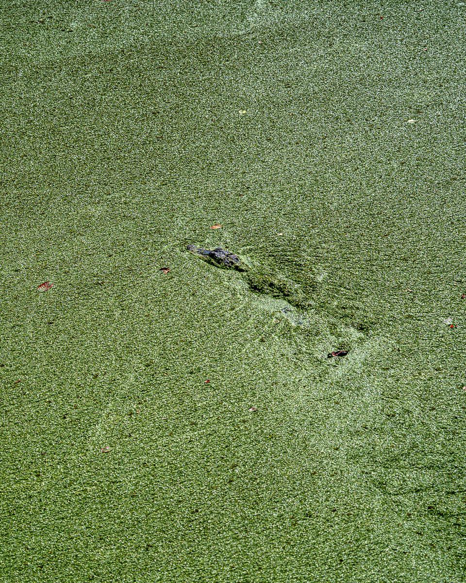 Alligator Jungle Gardens Louisiana