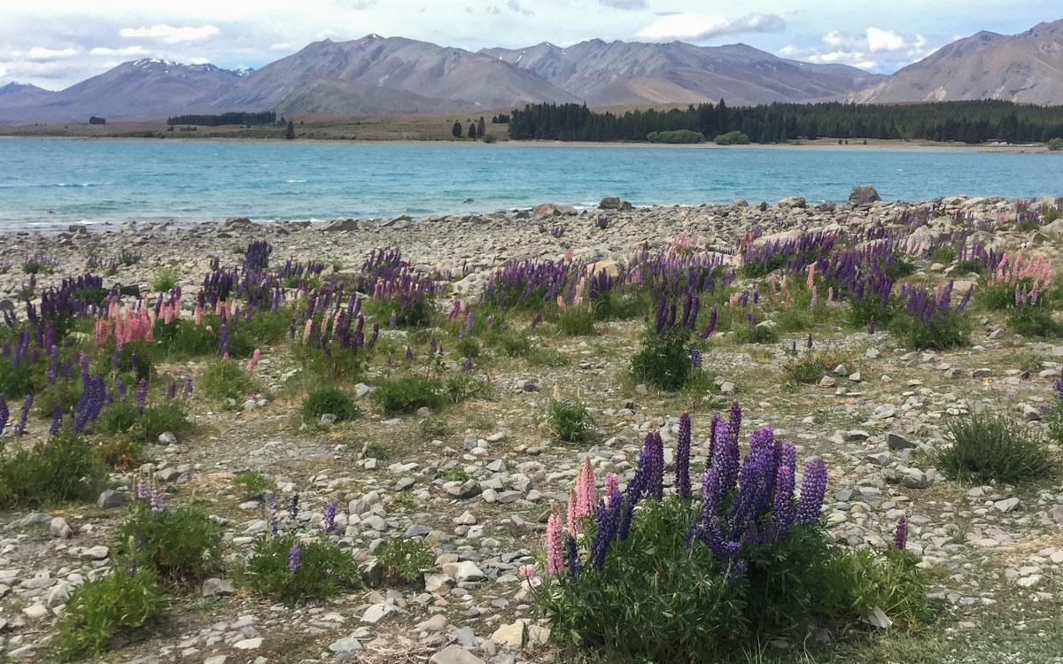 new-zealand-south-island-lake-tekapo