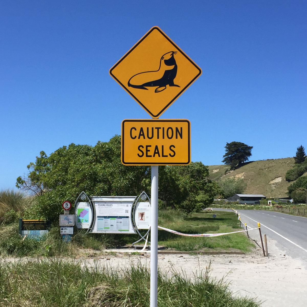 kaikoura-new-zealand-swimming-with-dolphins