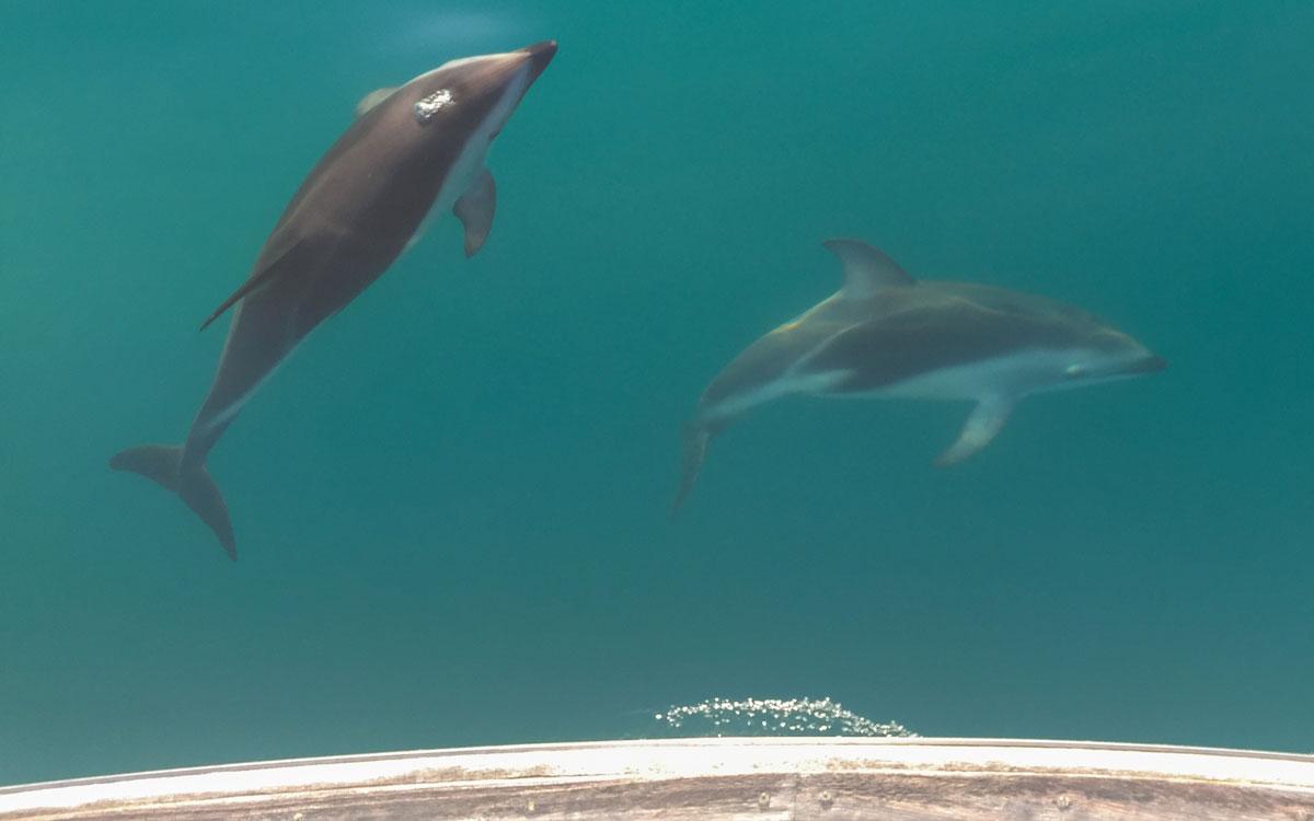 kaikoura-swimming-with-dolphins