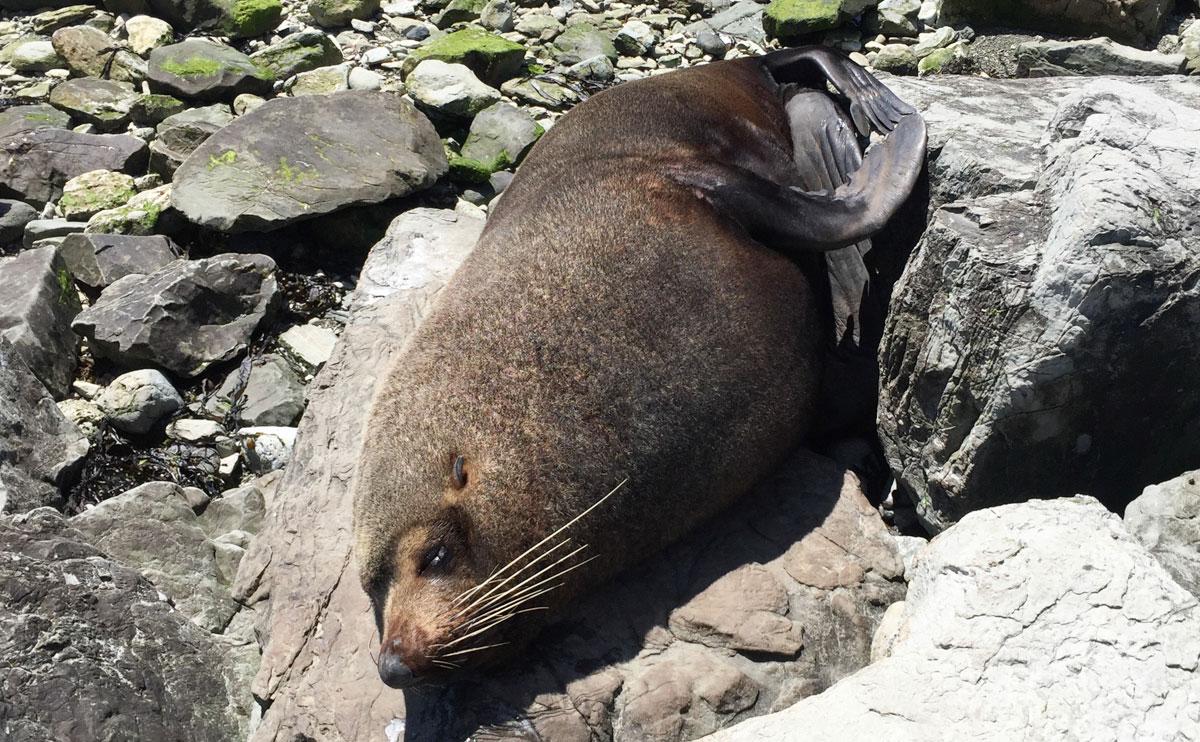 seal-in-kaikoura-new-zealand