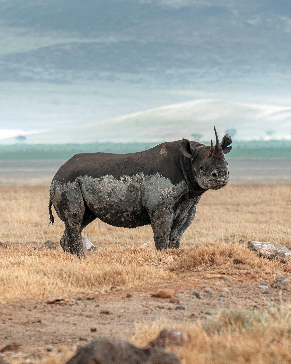 Cratère du Ngorongoro, Tanzanie : Un rhinocéros rare croise notre chemin