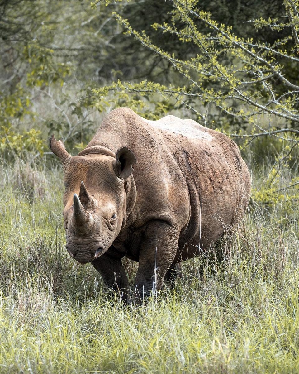 Parc national de Mkomazi, rhinocéros à lèvres pointues en Tanzanie