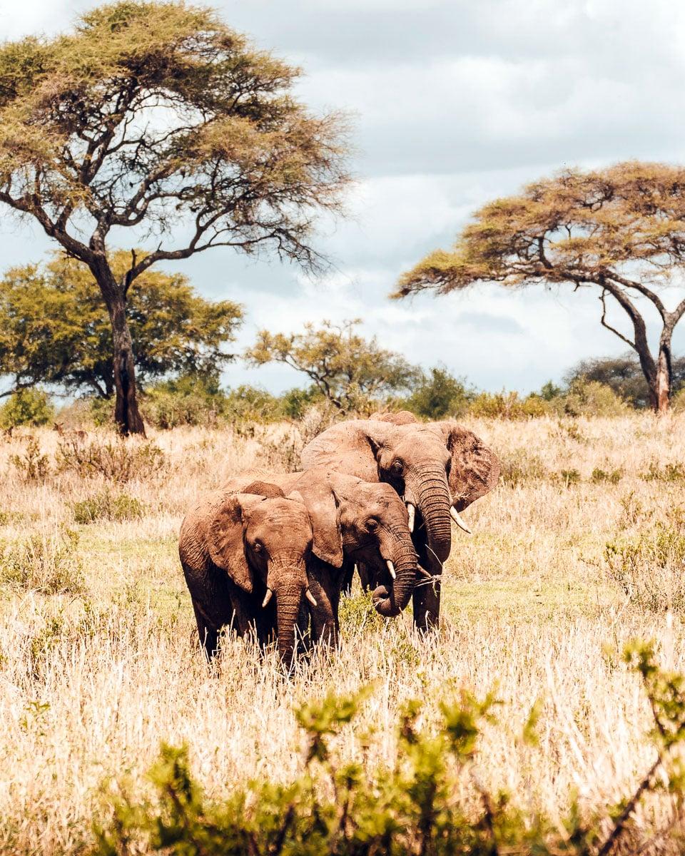 Éléphants du parc national de Tarangire