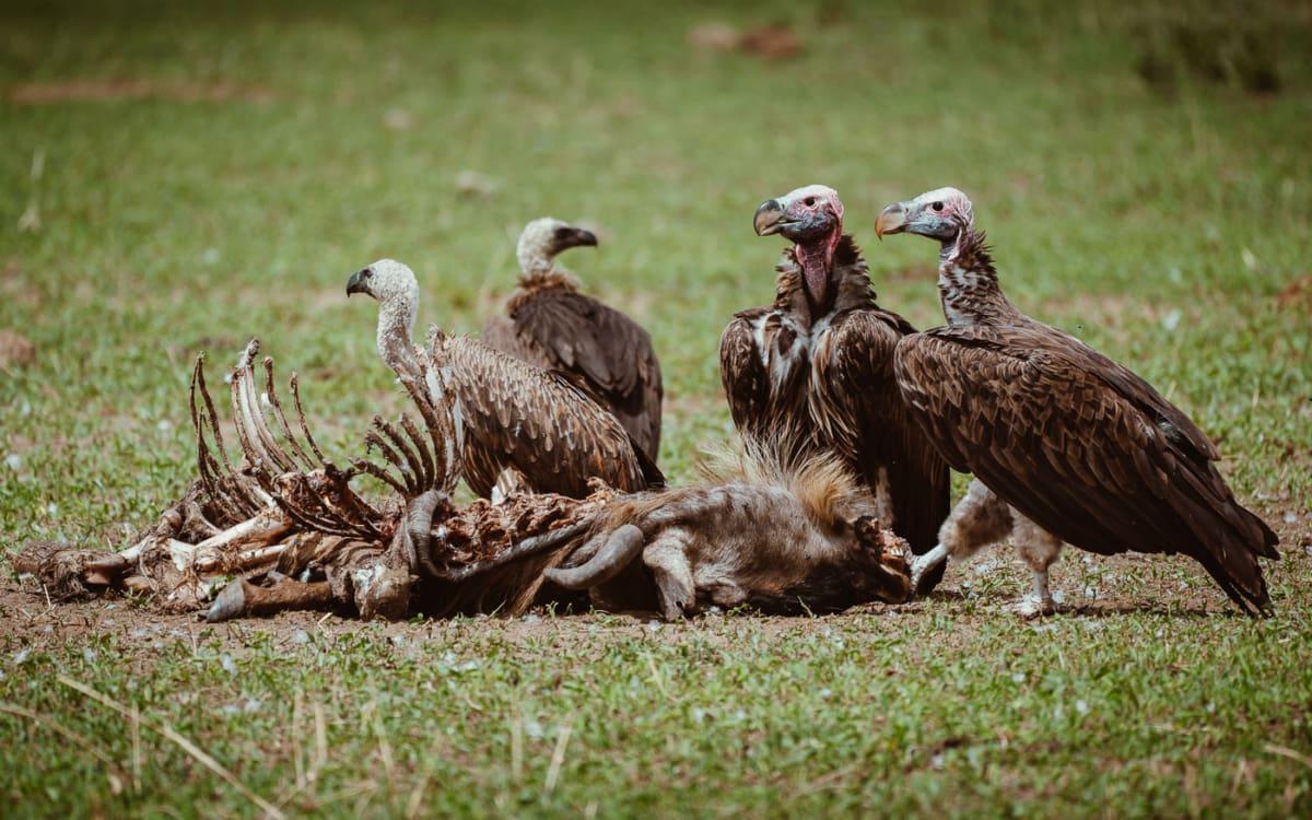 Vautours au-dessus d'une activité dans le parc national de Tarangire, Tanzanie