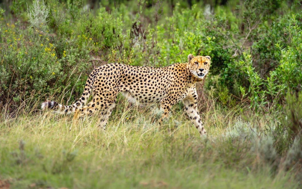 Observe the Big Five like the cheetah in the wild