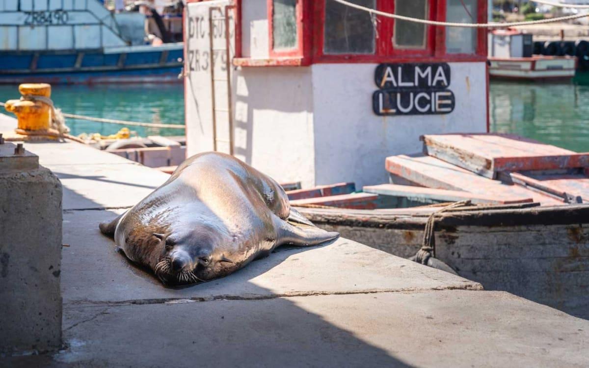 Zeeleeuwen in Kalk Bay