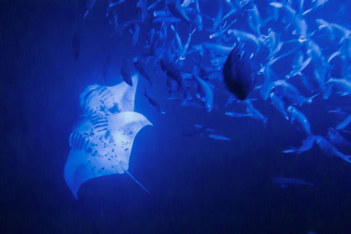 Manta Ray Snorkeling Big Island of Hawaii