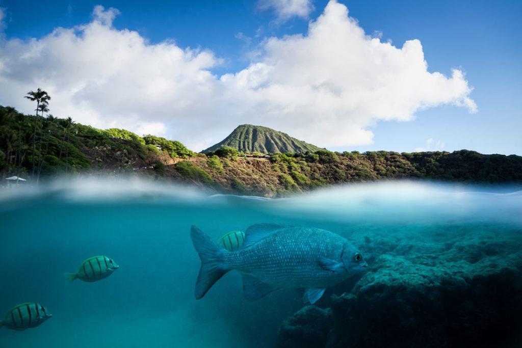 Fish Hanauma Bay Oahu Hawaii