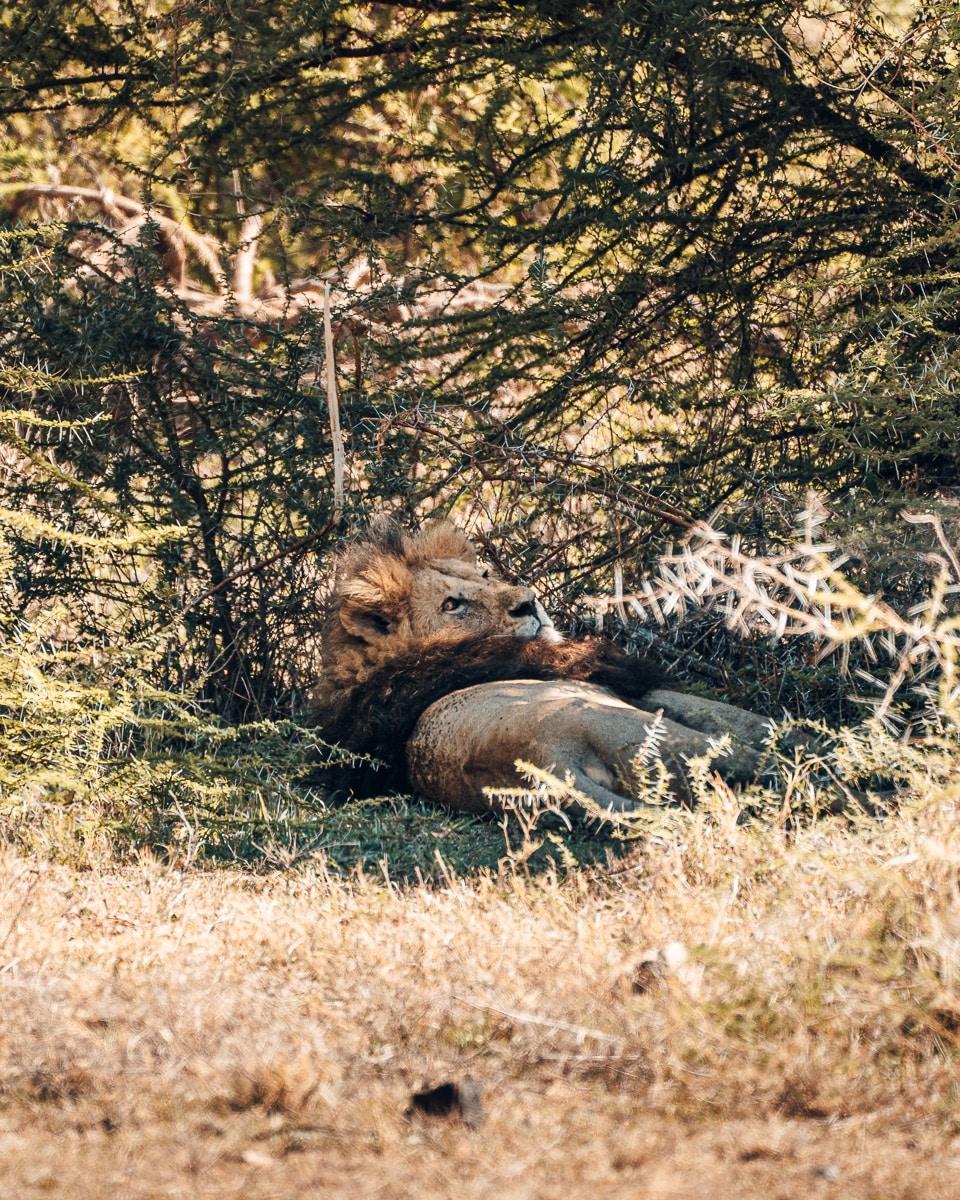 Un lion bien nourri dans la zone de conservation du Ngorongoro en Tanzanie