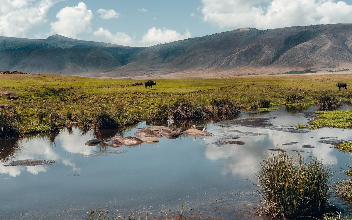 Hippopotames dans le cratère du Ngorongoro en Tanzanie