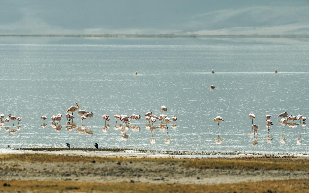 Flamants dans le cratère du Ngorongoro en Tanzanie