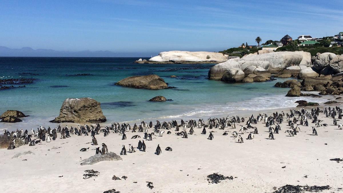 Boulders Beach Penguins (Cape Peninsula)