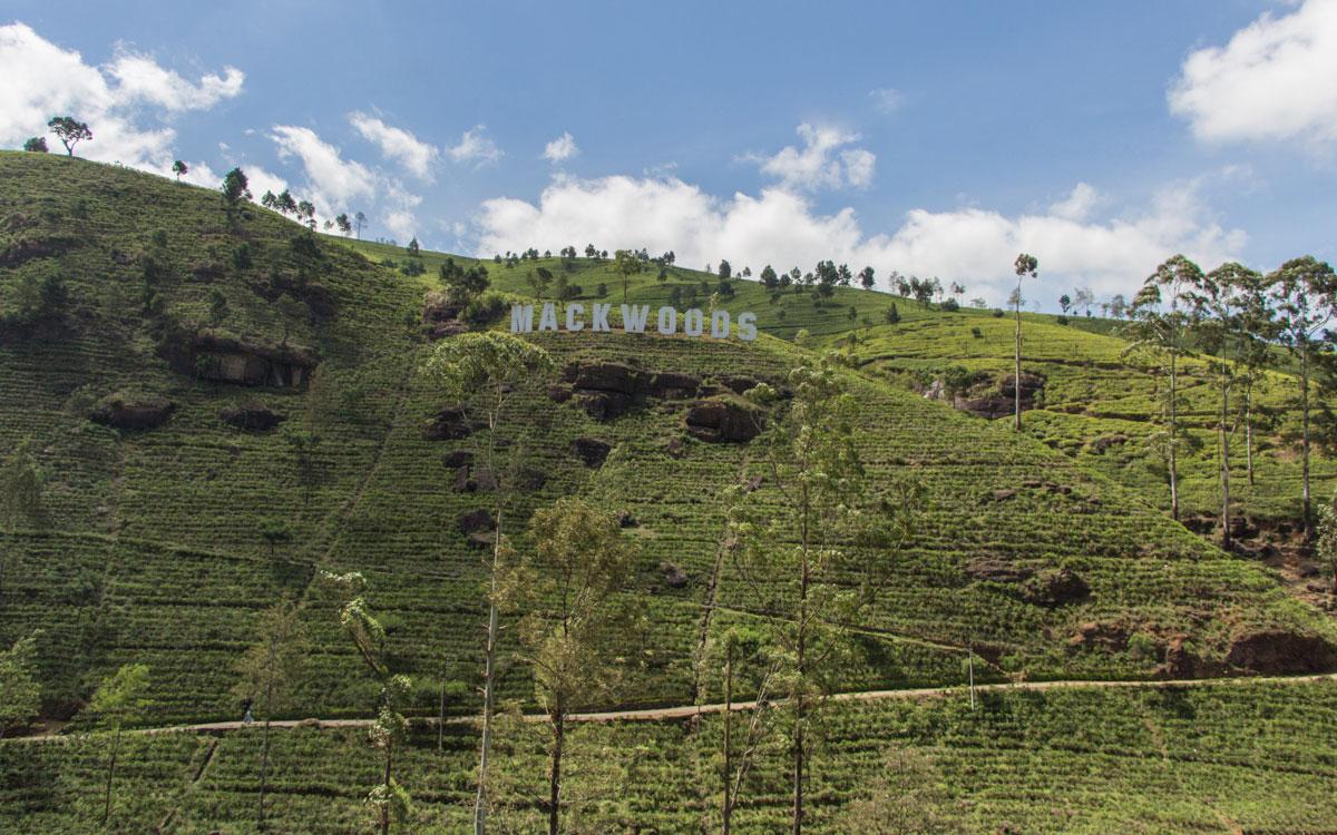 tea-plantation-in-highlands-mackwoods-srilanka