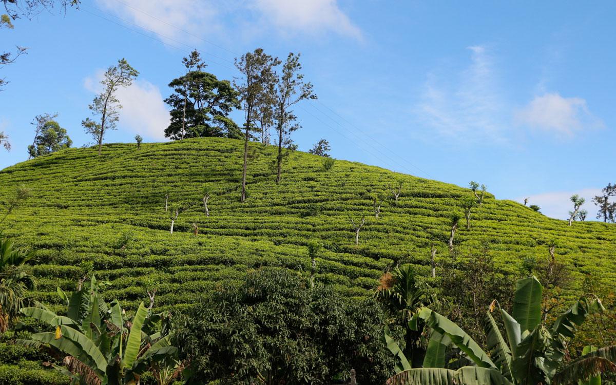 Tea fields Ella Rock