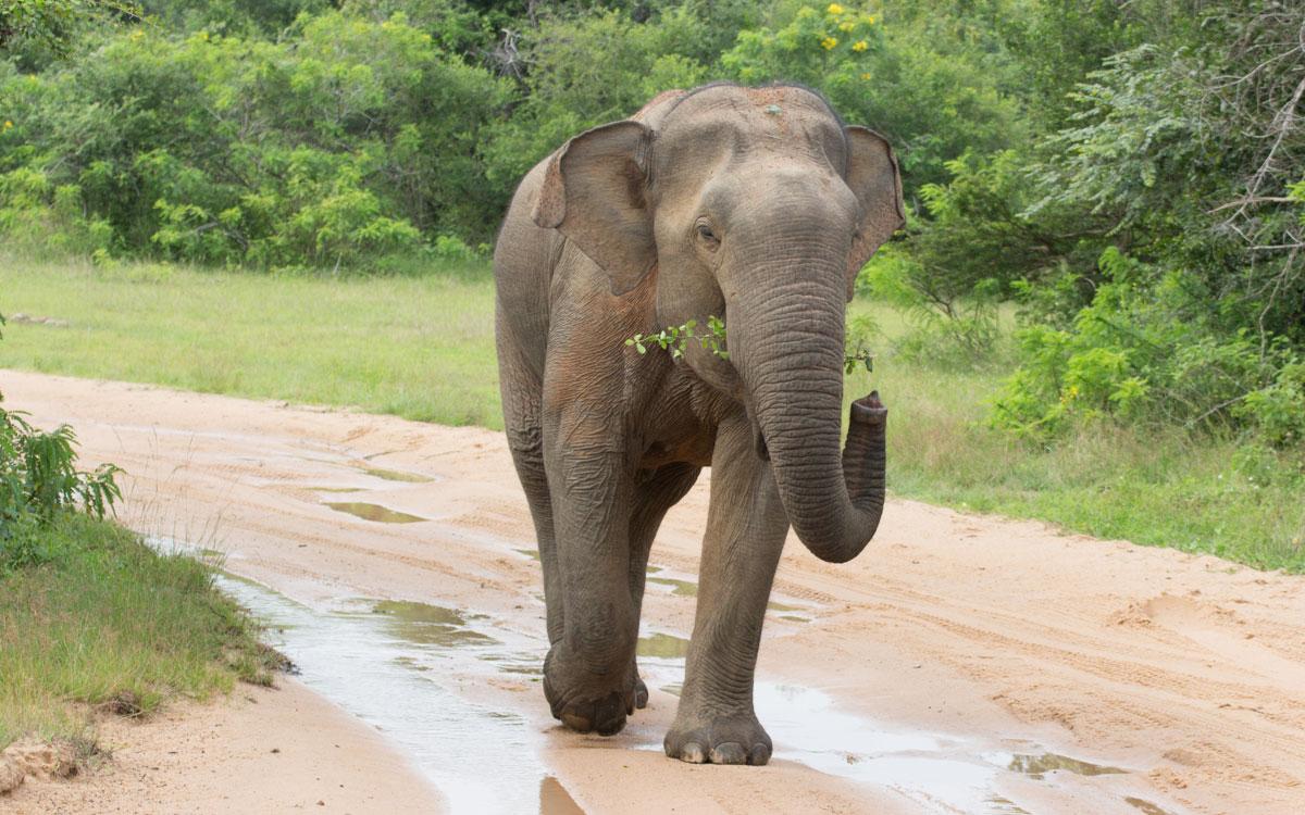 yala-national-park-elephant