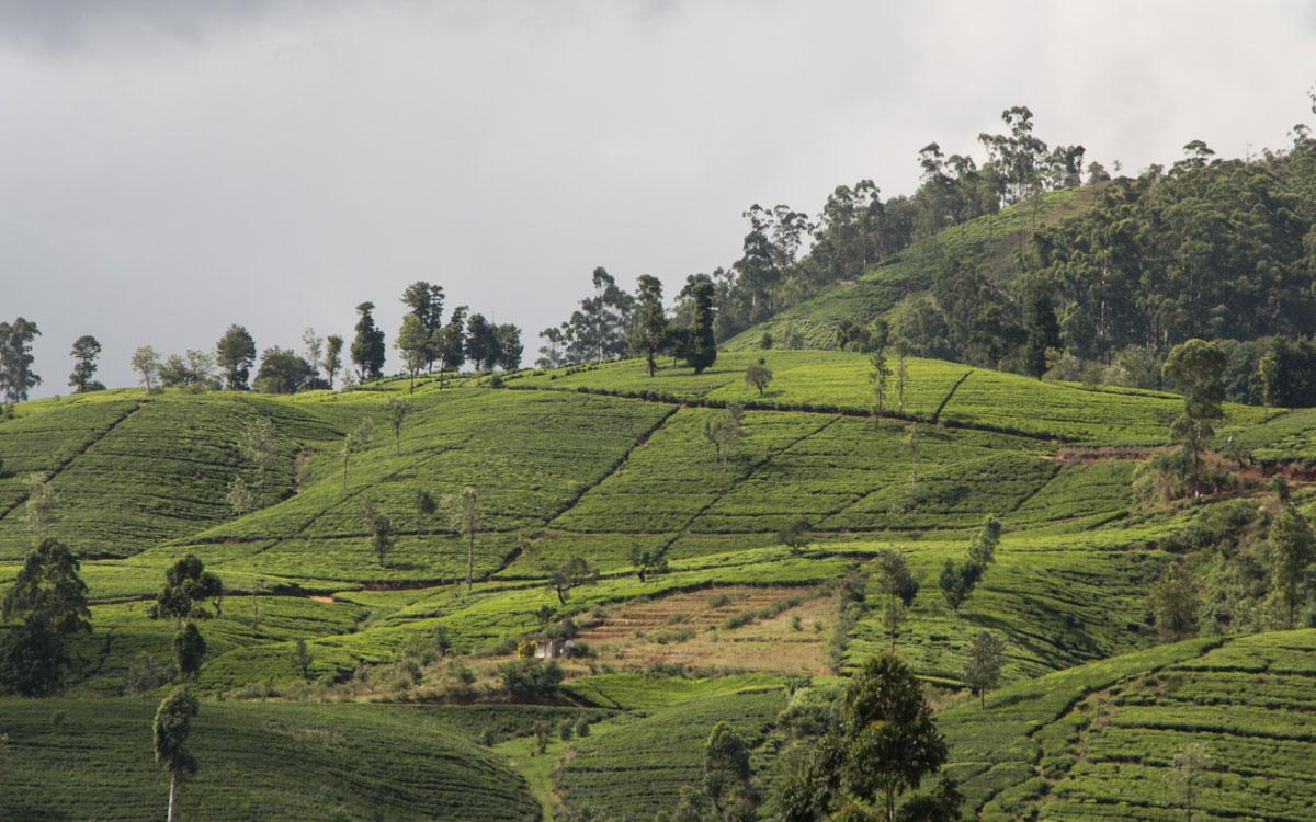 train-ride-sri-lanka-5