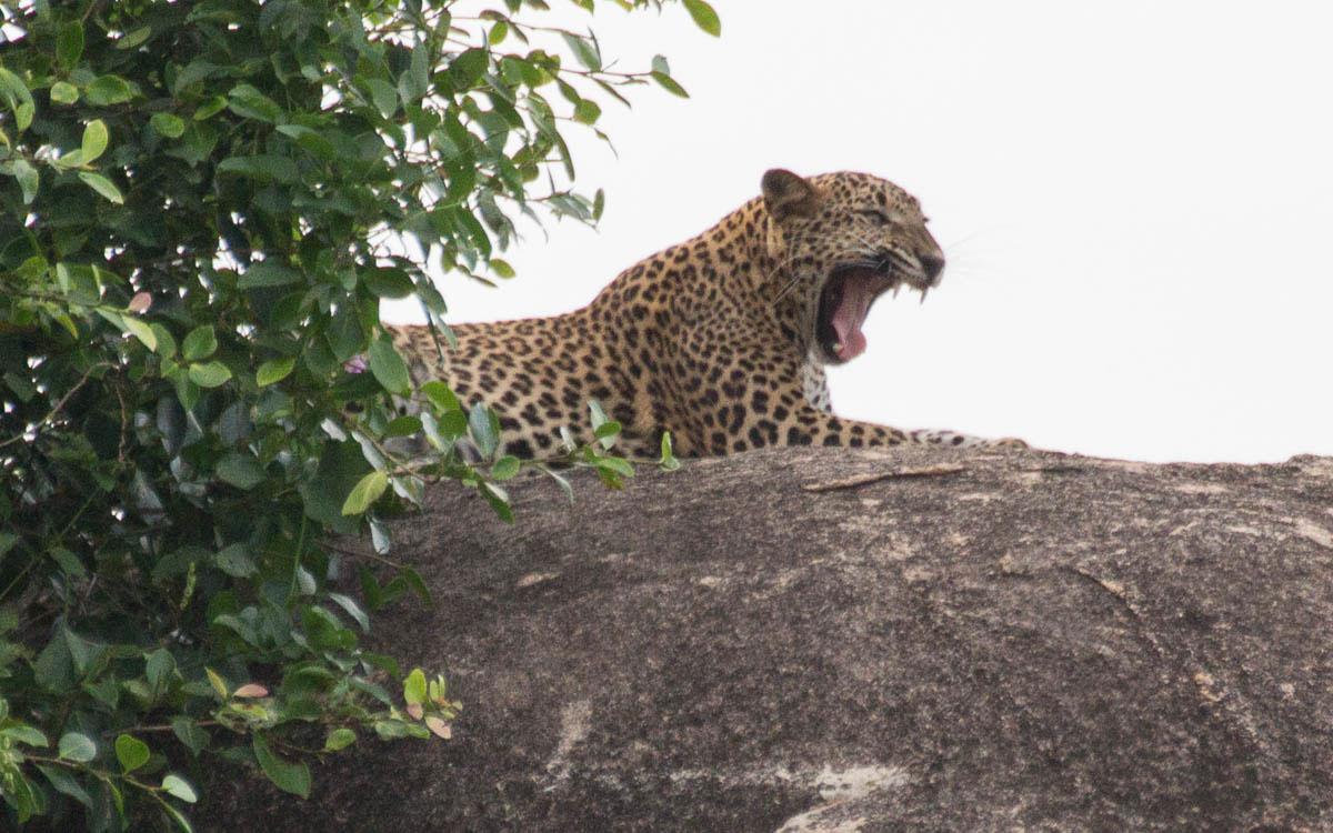 Leopard in Yala National Park