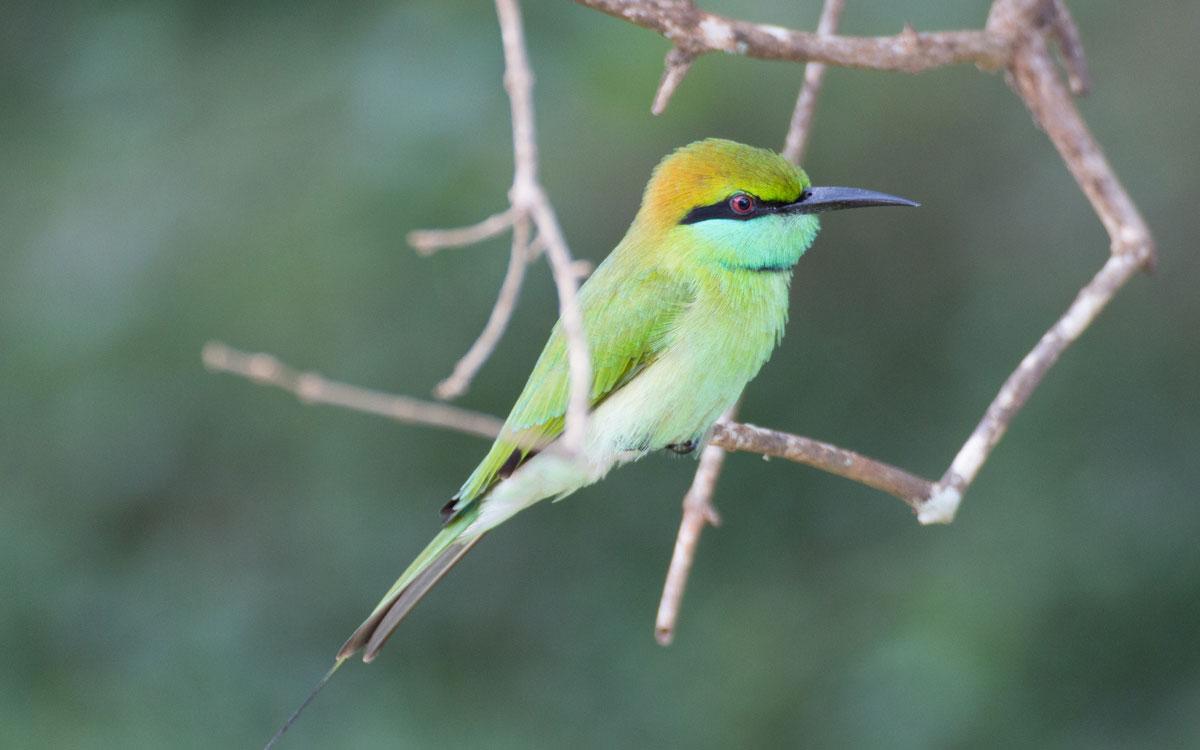 yala national park green bee eater