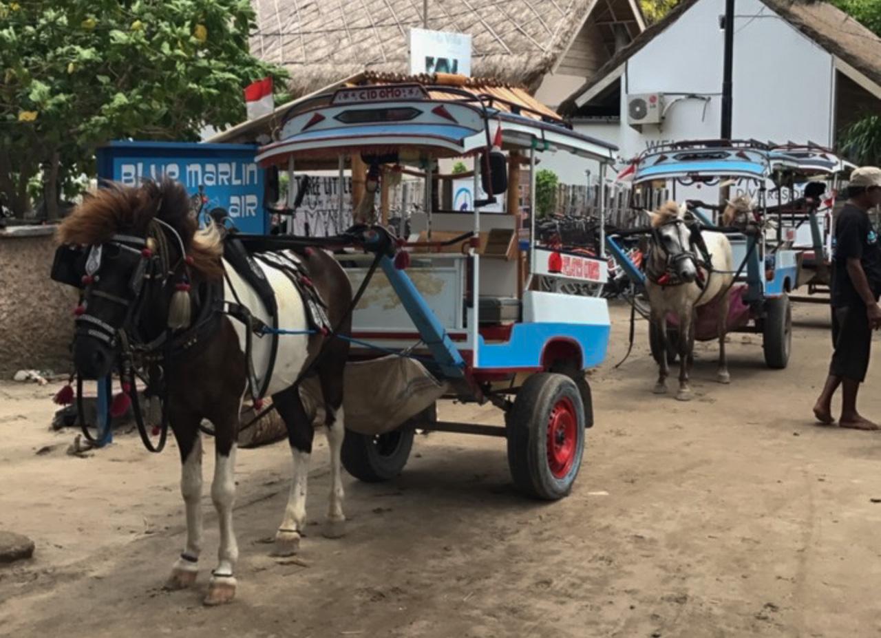 Les moyens de transport sur les Gilis sont toujours des carrêches à cheval