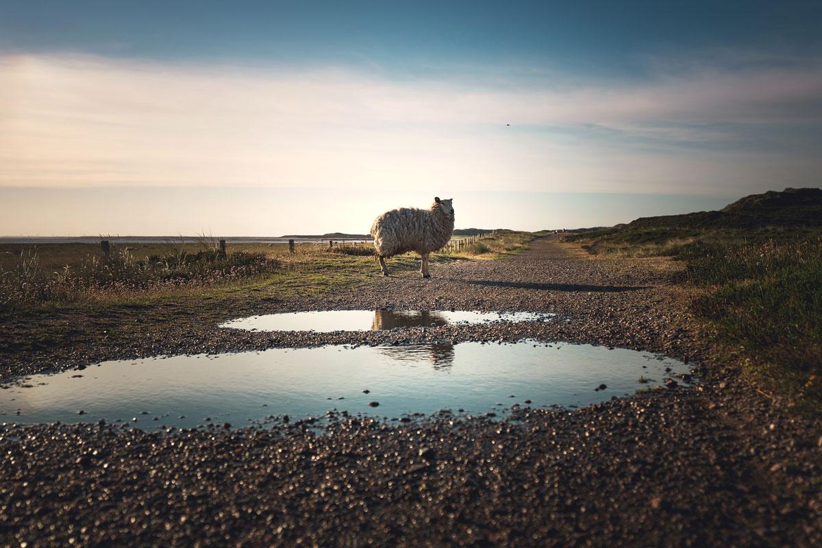 Schapen Ellenbogen Sylt