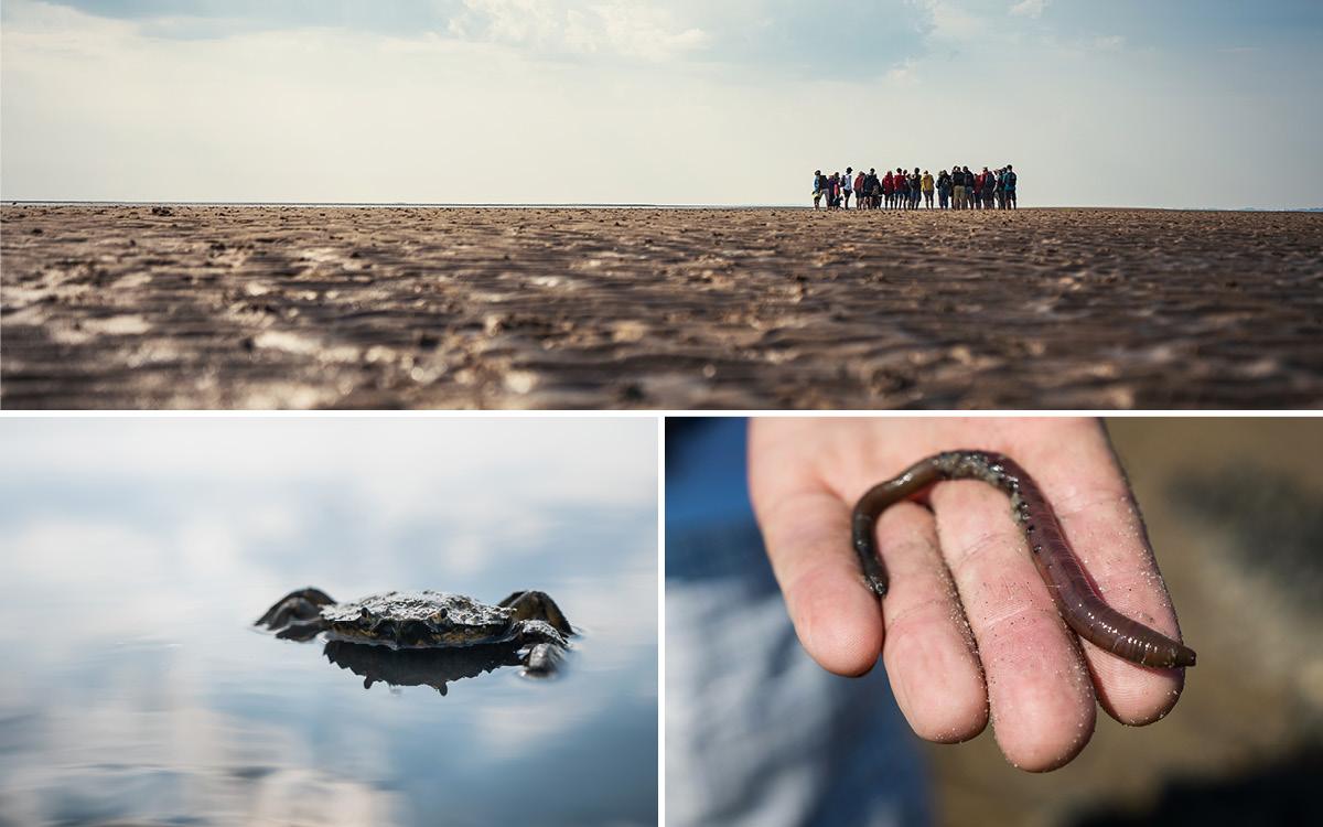 Wadwandeling met de lokale gids Werner Mansen