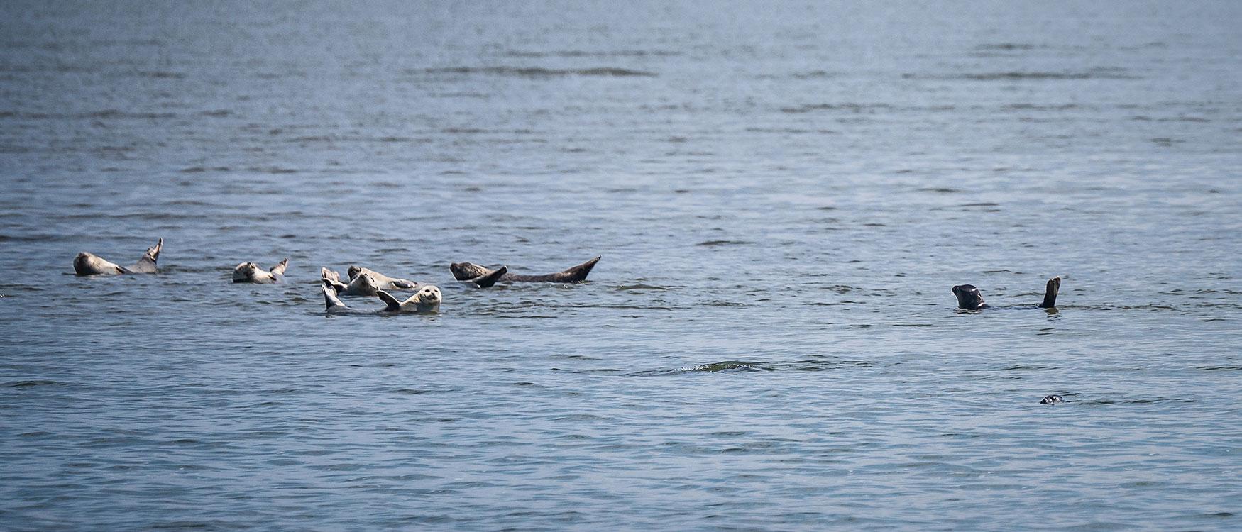 Zeehonden Sylt bezienswaardigheden